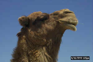 Care walks a mile for a camel at the desert museum