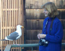 Care makes friends with a gull