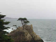 Cypress tree at Pebble Beach