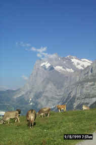 yes, they have cows in Switzerland