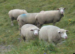 More sheeps