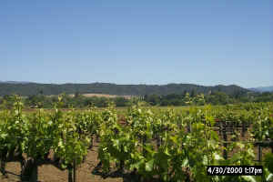 View Across Dry Creek Valley