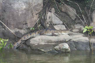 Crocodile Country