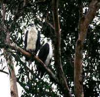 Large Sea Eagles