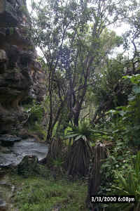 Overlooking panderra forest