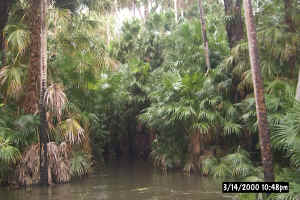 Swamp on our way to the Bilibong