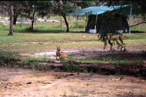 Wallabye shares our camp