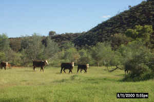 Cattle on Deep Well