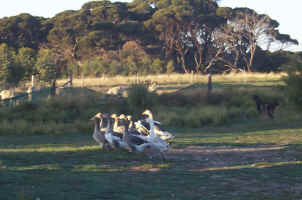 Ducks herding the Sheep or visa versa