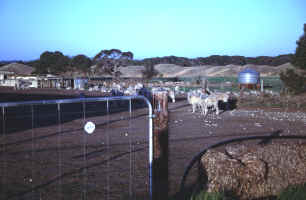 A Sheepish Inspection of the Farm