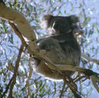 Koala Resting 