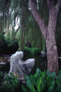 Pond in Sydney China Garden