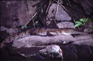 Australian Croc