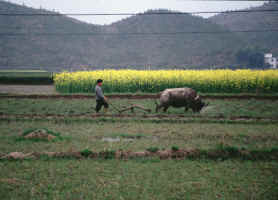 Water Buffalo Plowing Fields outside Tunxi