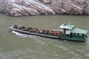 Tourists and Livestock are moved along the river