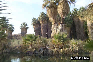 Palms at the Oasis