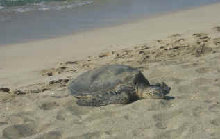 Sandy Spot for Mr. Turtle