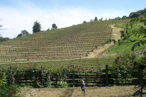 Rafenelli Vinyards