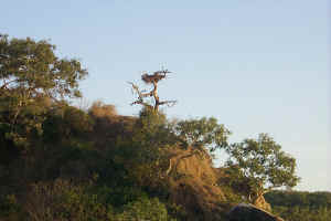 Osprey Island