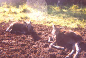 Two baby moose