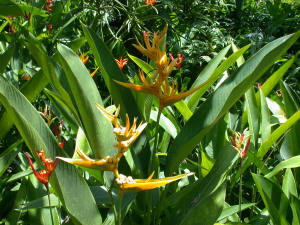 Orchids