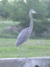 A blue Herron