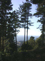 Trees at Sea Ranch