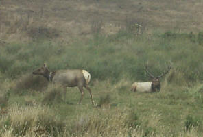 Tule Herd