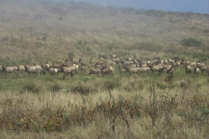 Tule Herd