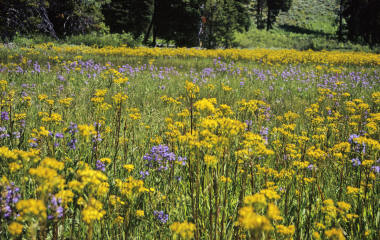 Flowers in meadow