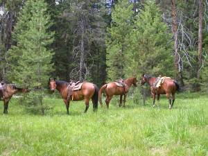 our steeds