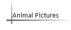 Animal Pictures