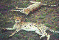 Cheetahs resting after dinner