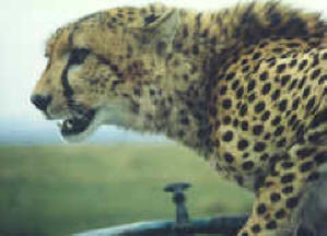 Cheetah on the roof of our land rover!