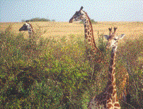 A Giraffe Nursery