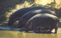 Hippos on the shore of the Mara River