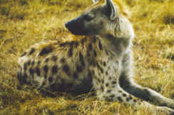 Hyena would snoop around our tents at night