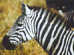 Zebras look like fat striped ponies