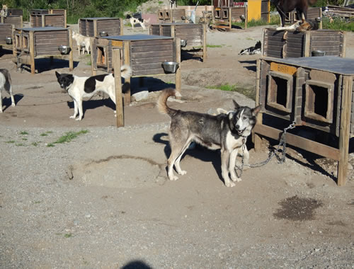 SnowHotel Huskies