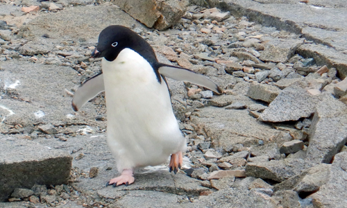 Penguin performing