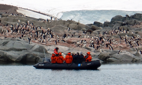 Zodiak and penguin colony