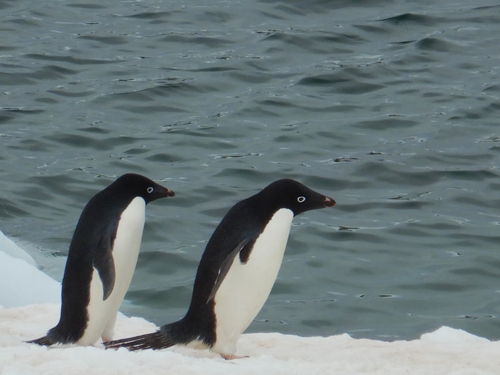 Twin penguins