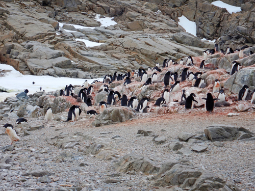 Penguin colony