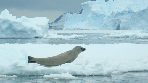 Crabeater Seal