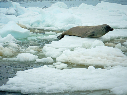 Crabeater Seal