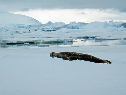 Crabeater Seal