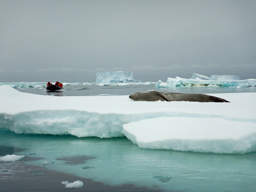 Zodiak and Seal