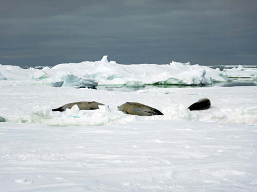 Seals