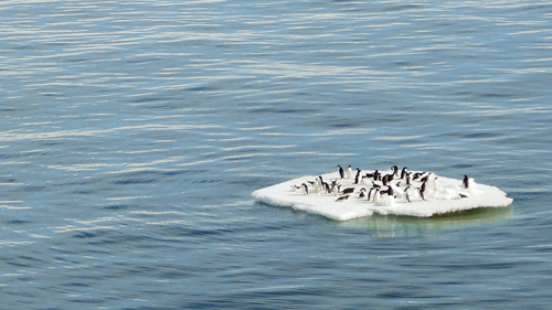 Penguins