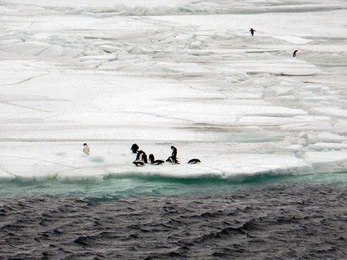 Cape Royds Penguins